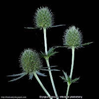 Eryngium planum inflorescence - Mikołajek płaskolistny kwiatostany