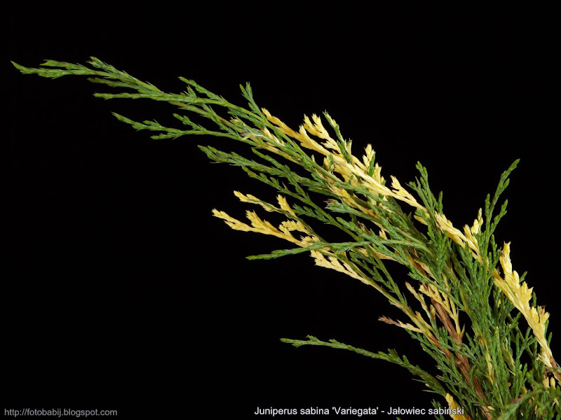 Juniperus sabina 'Variegata' - Jałowiec sabiński
