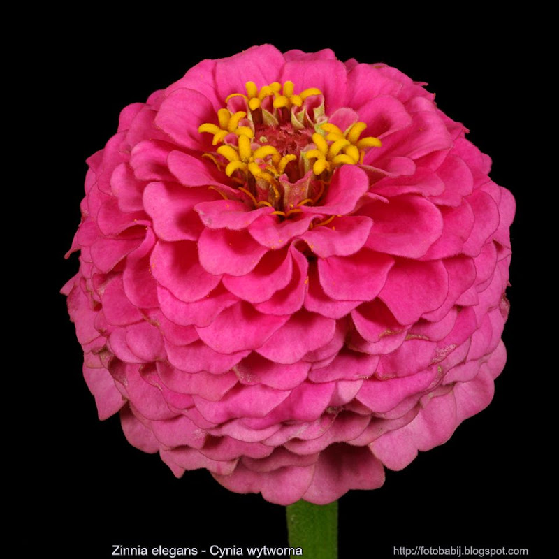 Zinnia elegans flower - Cynia wytworna kwiat