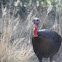 Wild turkey