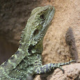 Reptile Spotters