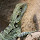 Reptile Spotters