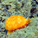 Type of cowrie?