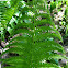 Fern