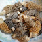 Yellow Morels