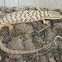 Southern alligator lizard