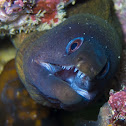Yellow-edged Moray Eel