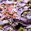 Northern Water Snake (Nerodia sipedon)