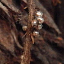 insect eggs