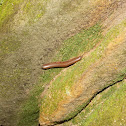 Worm Millipede