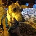 Geo (italion greyhound)