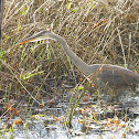 Blue Heron