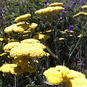 Yarrow