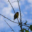 Violaceous Euphonia