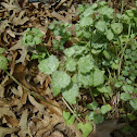 Purple Dead Nettle