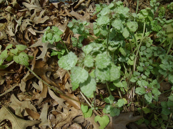 Spotting Image 1