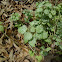 Purple Dead Nettle