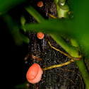 Scarlet Cup