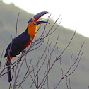 Channel-billed Toucan