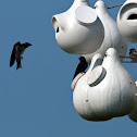 Purple Martin