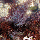 Coralline algae