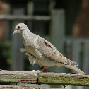 Mourning Dove