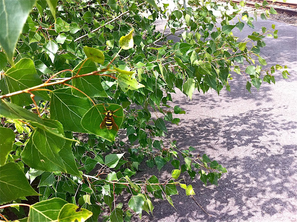 Spotting Image 1