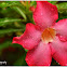 Adenium