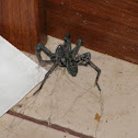 Wolf Spider