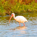 American White Ibis