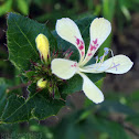 Unidentified Wildflower
