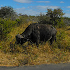 Cape Buffalo