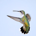 Ruby-throated Hummingbird