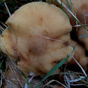 Australian Honey Fungus