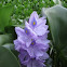Water Hyacinth