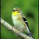 American Goldfinch