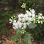 White Snakeroot