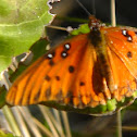 Gulf Fritillary