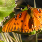 Gulf Fritillary