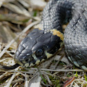 European Grass Snake
