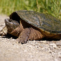 Common snapping turtle