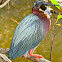 Green Heron