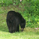 Black Bear