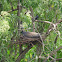 Tri color heron