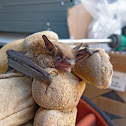 Western Small-footed Myotis