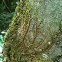 Moss