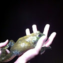 American bullfrog