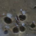 Water Strider