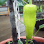 Sweet Pepper 'Gypsy' planting