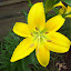 Lily - Yellow